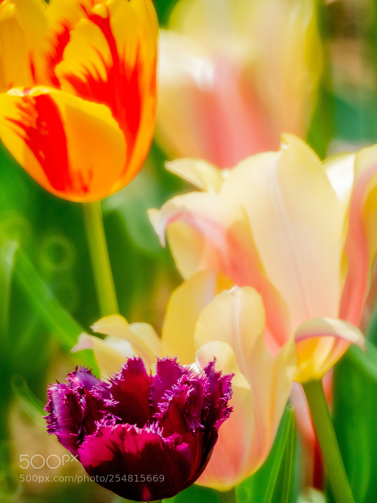 Olympus OM-D E-M1 Mark II sample photo. Untitled photography