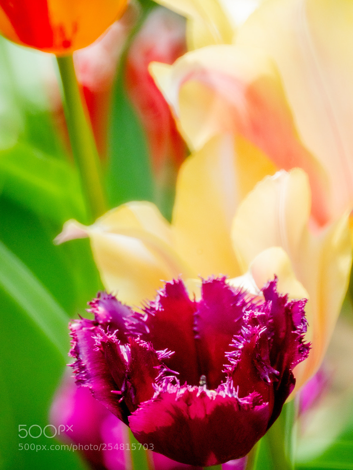 Olympus OM-D E-M1 Mark II sample photo. Untitled photography