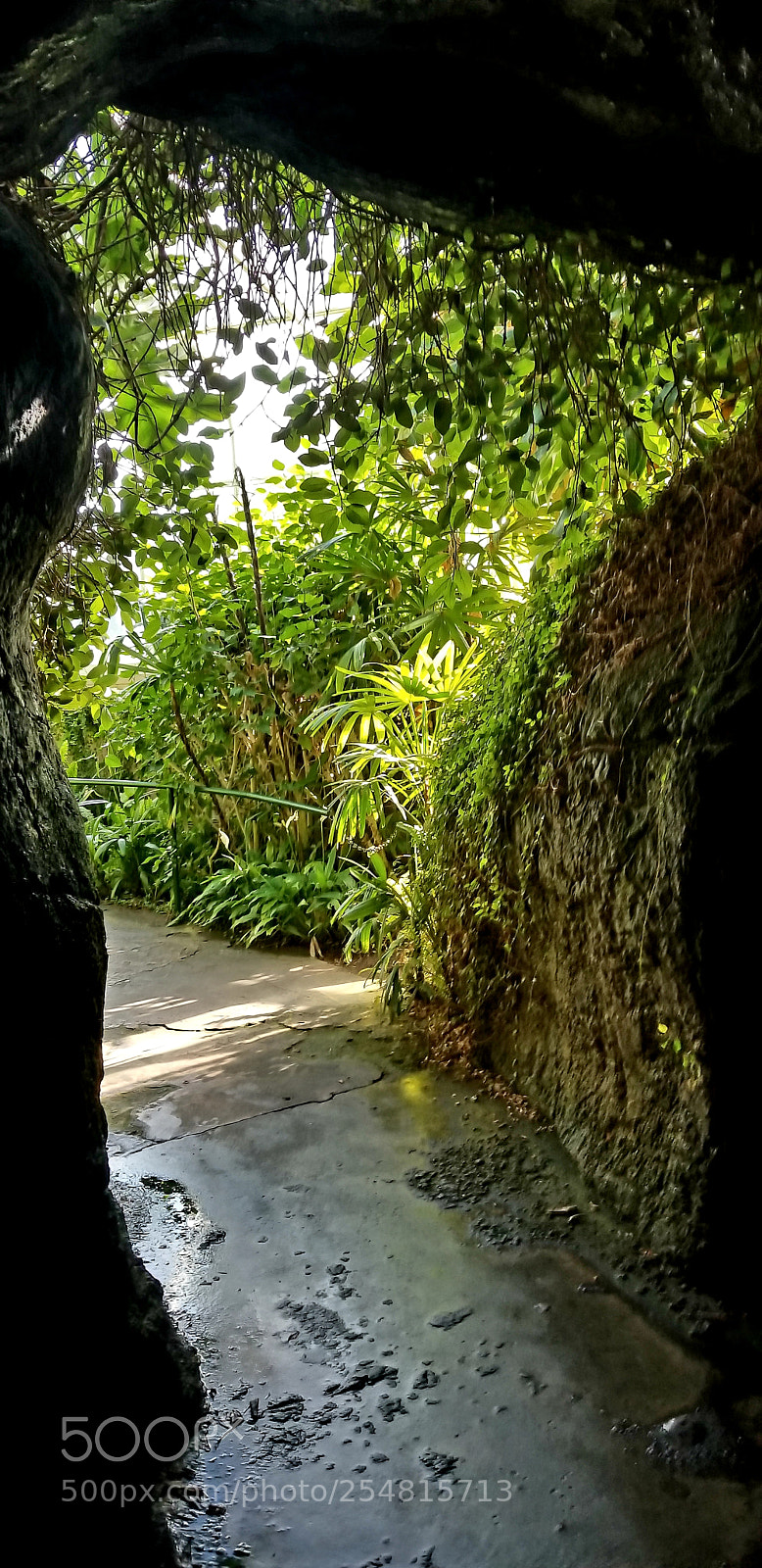 Samsung Galaxy S8+ sample photo. Butterfly tunnels photography