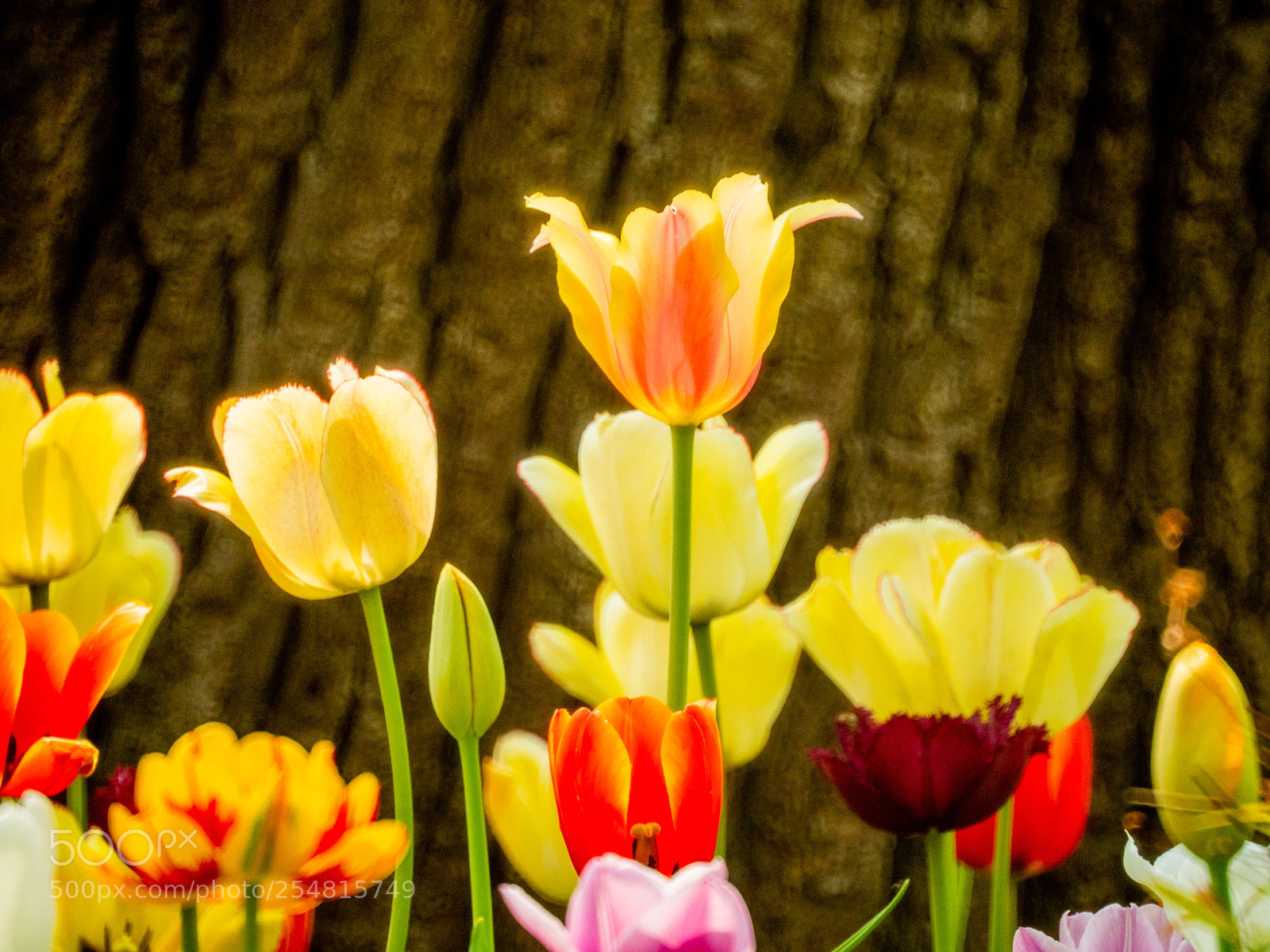 Olympus OM-D E-M1 Mark II sample photo. Untitled photography