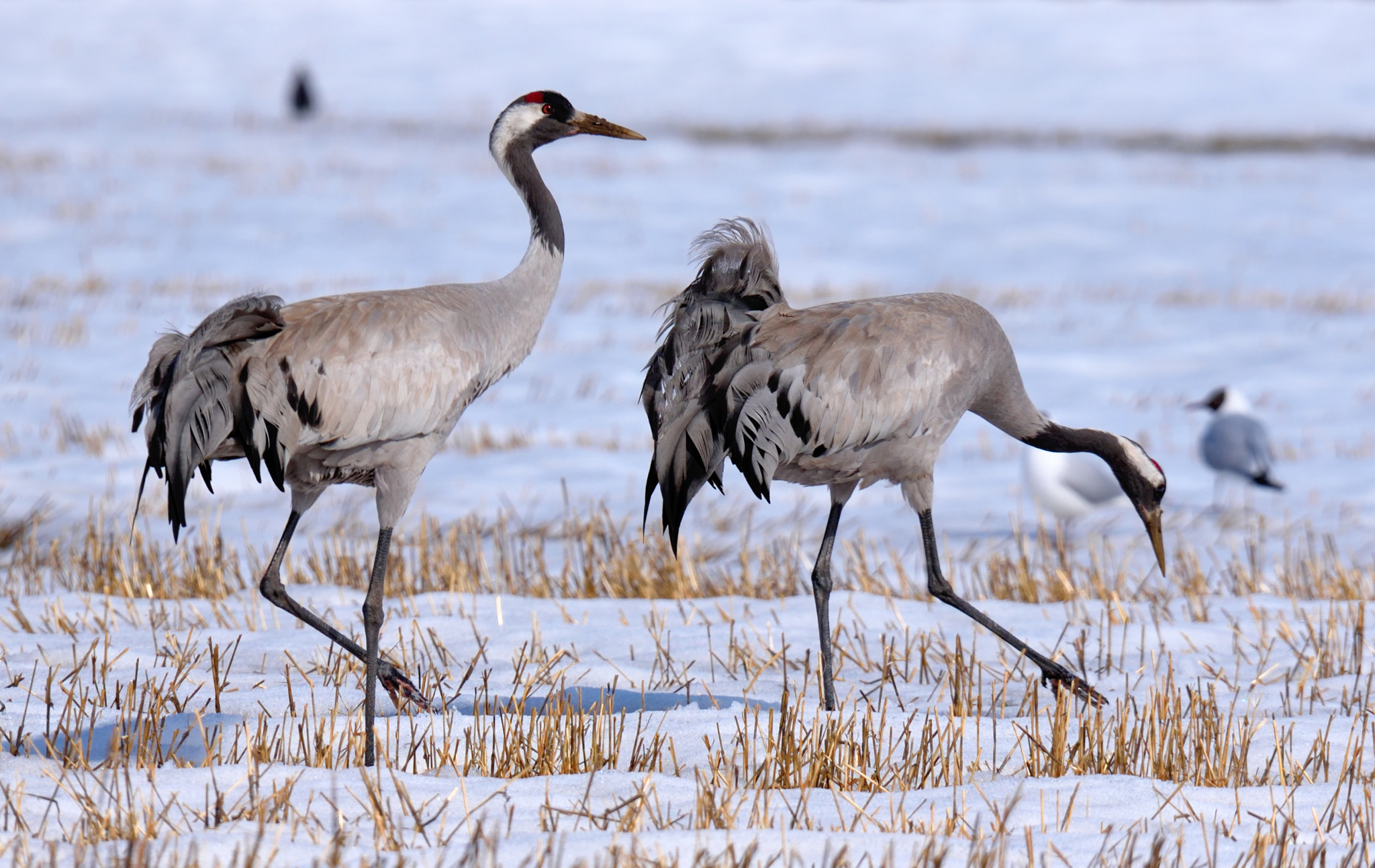 Nikon D750 + Sigma 150-600mm F5-6.3 DG OS HSM | S sample photo. Cranes photography