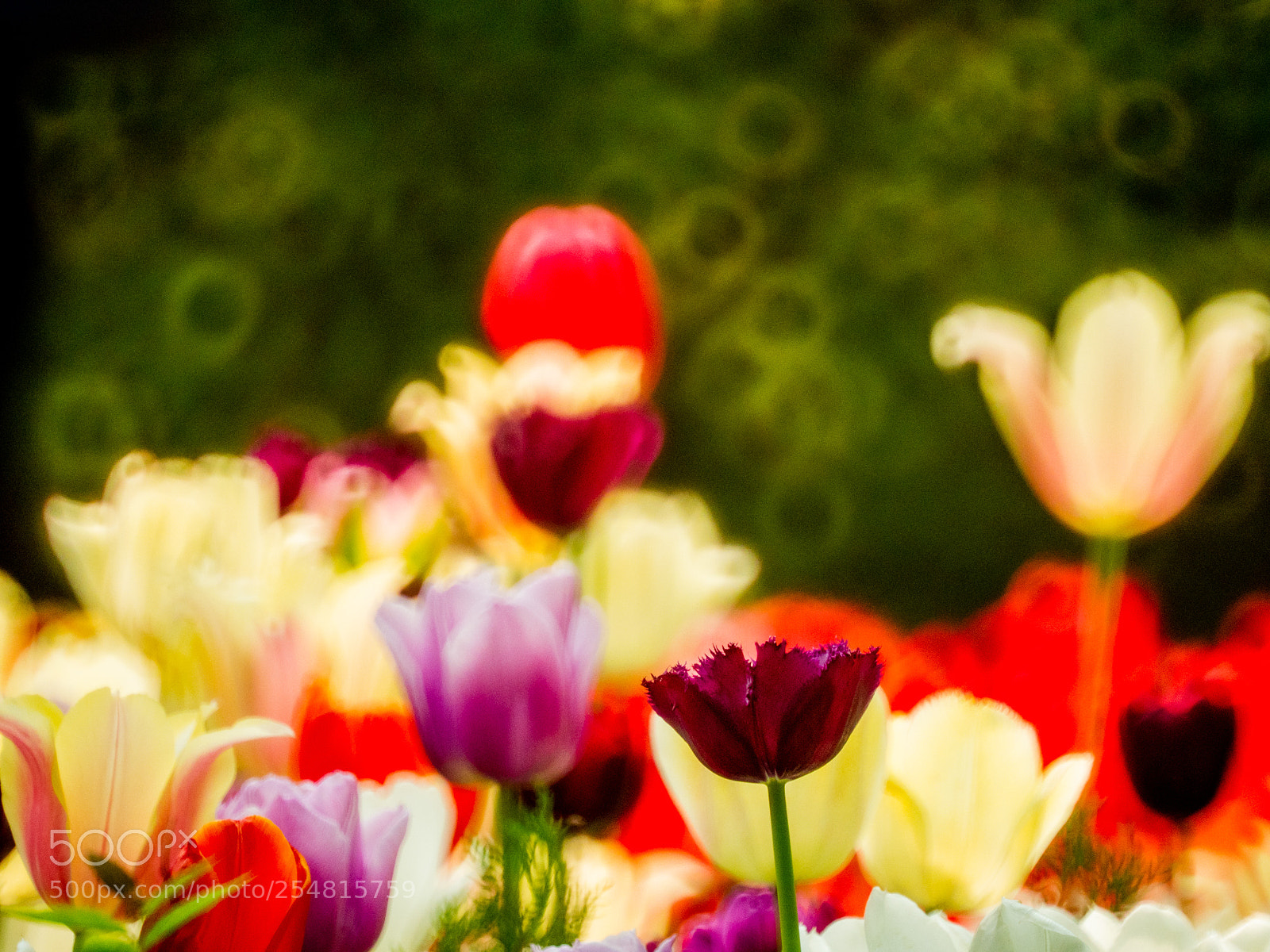 Olympus OM-D E-M1 Mark II sample photo. Untitled photography