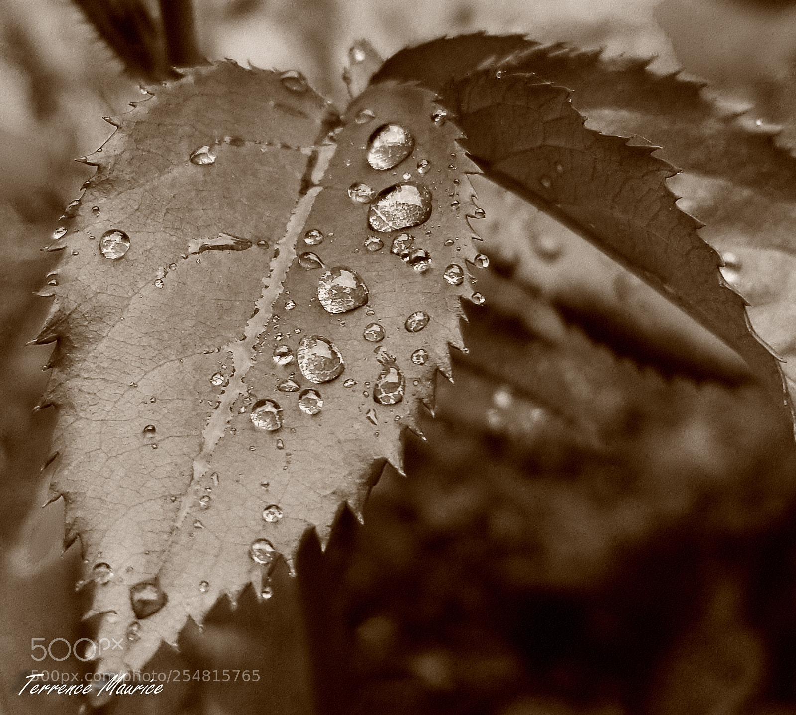 Samsung Galaxy S8 sample photo. Raindrops photography