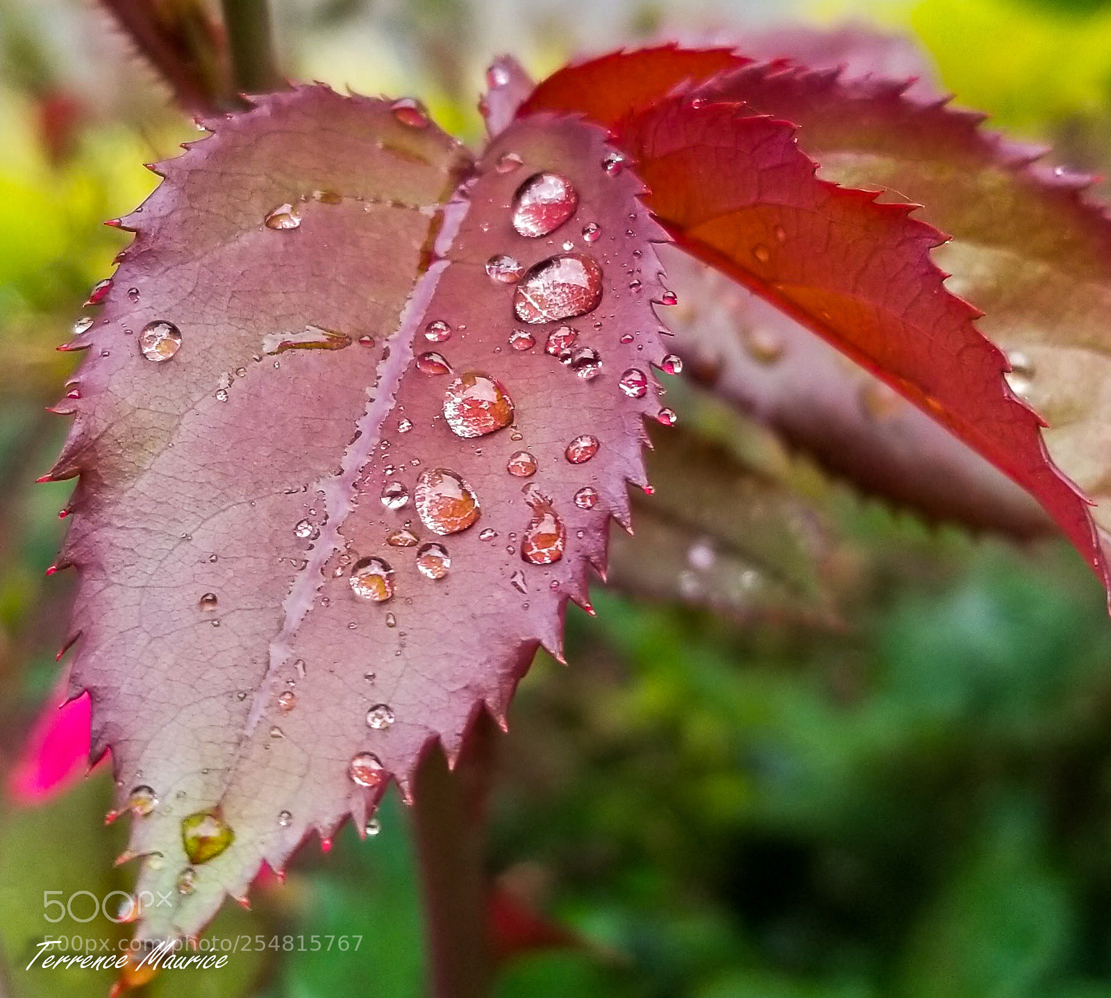 Samsung Galaxy S8 sample photo. Raindrops photography