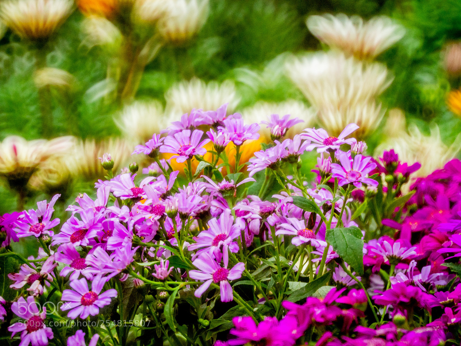Olympus OM-D E-M1 Mark II sample photo. Untitled photography