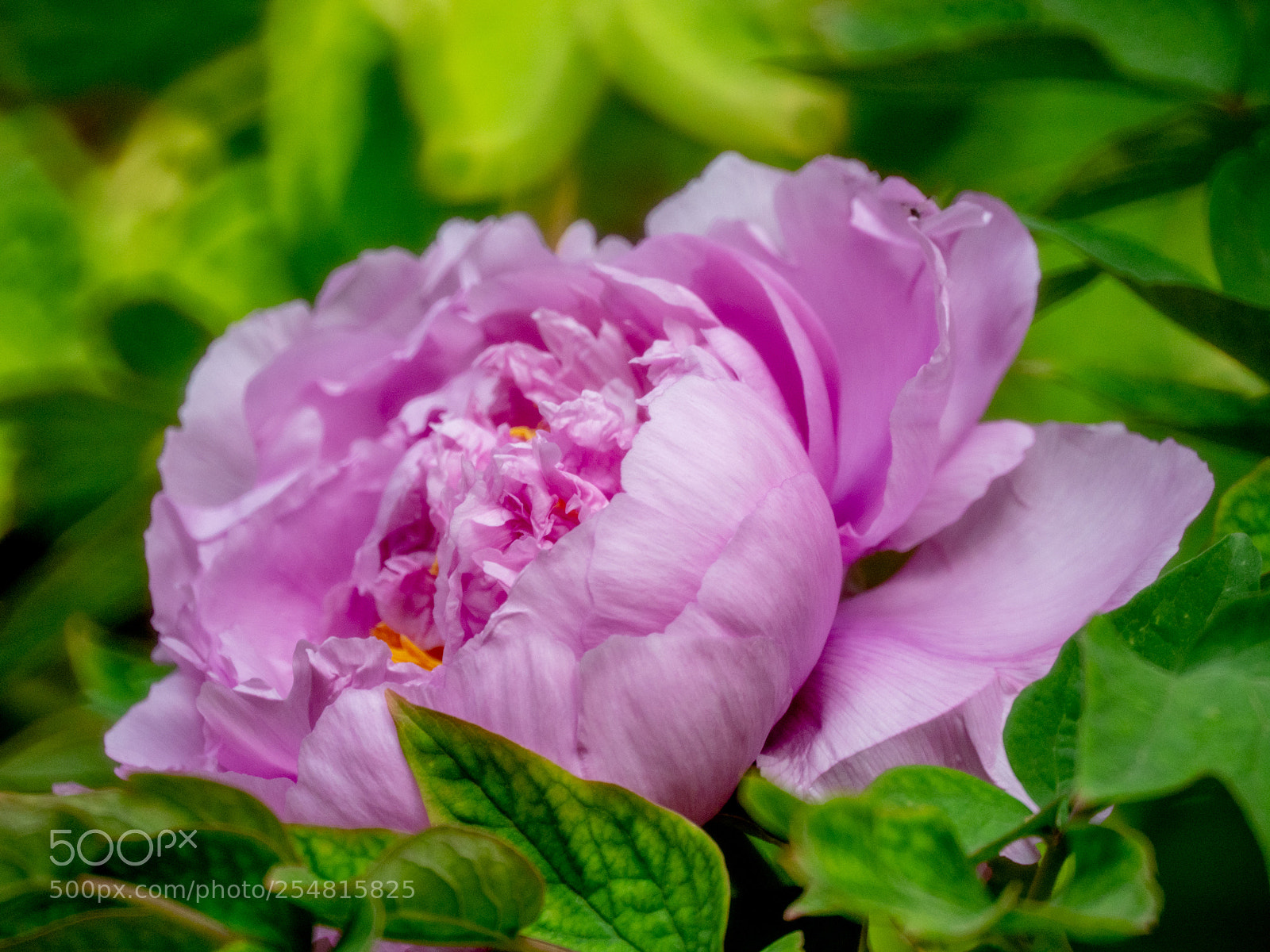 Olympus OM-D E-M1 Mark II sample photo. Untitled photography