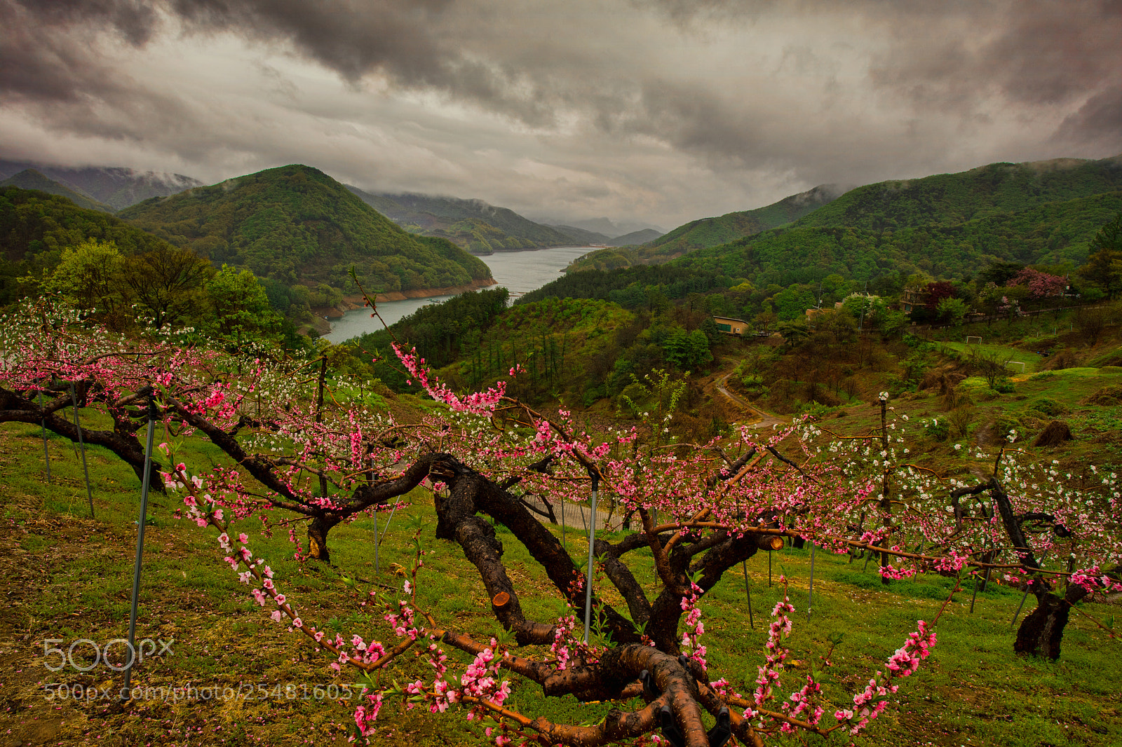 Canon EOS 5D Mark IV sample photo. Peach orchard photography