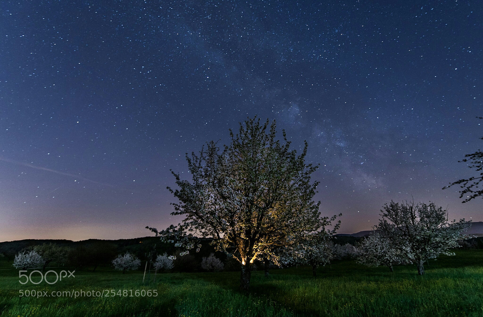 Sony a7R II sample photo. Milkytree photography