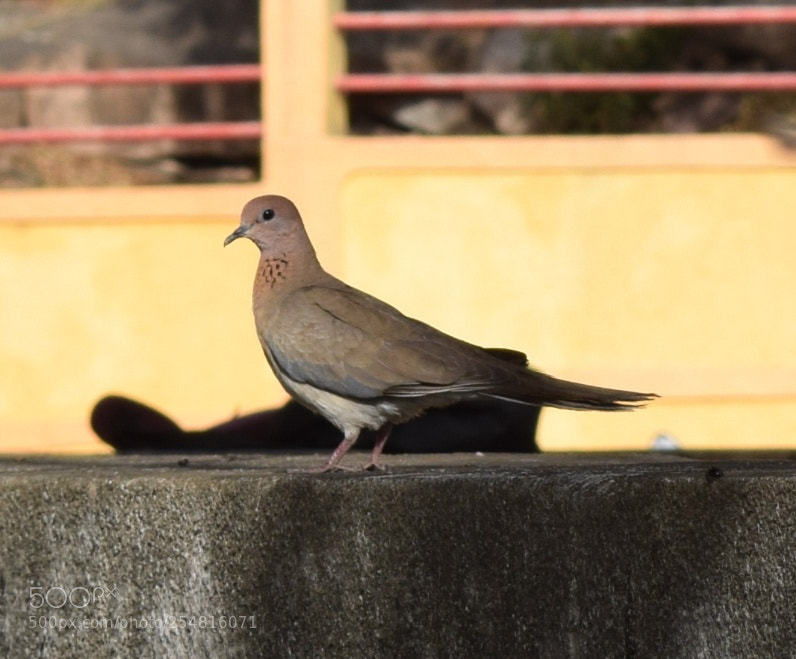 Nikon D5300 sample photo. Untitled photography