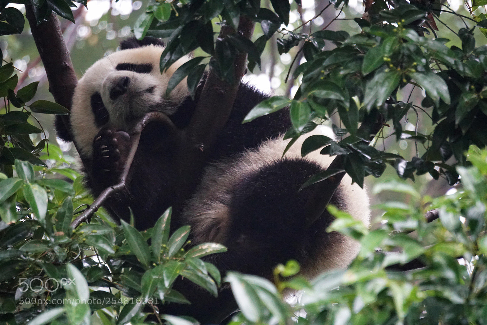 Sony a6300 sample photo. Panda photography