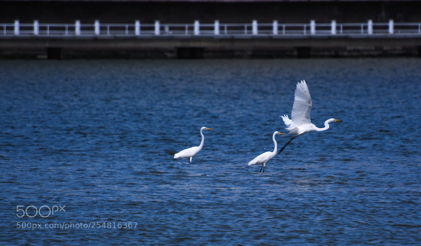 Nikon D7200 sample photo. Fly photography