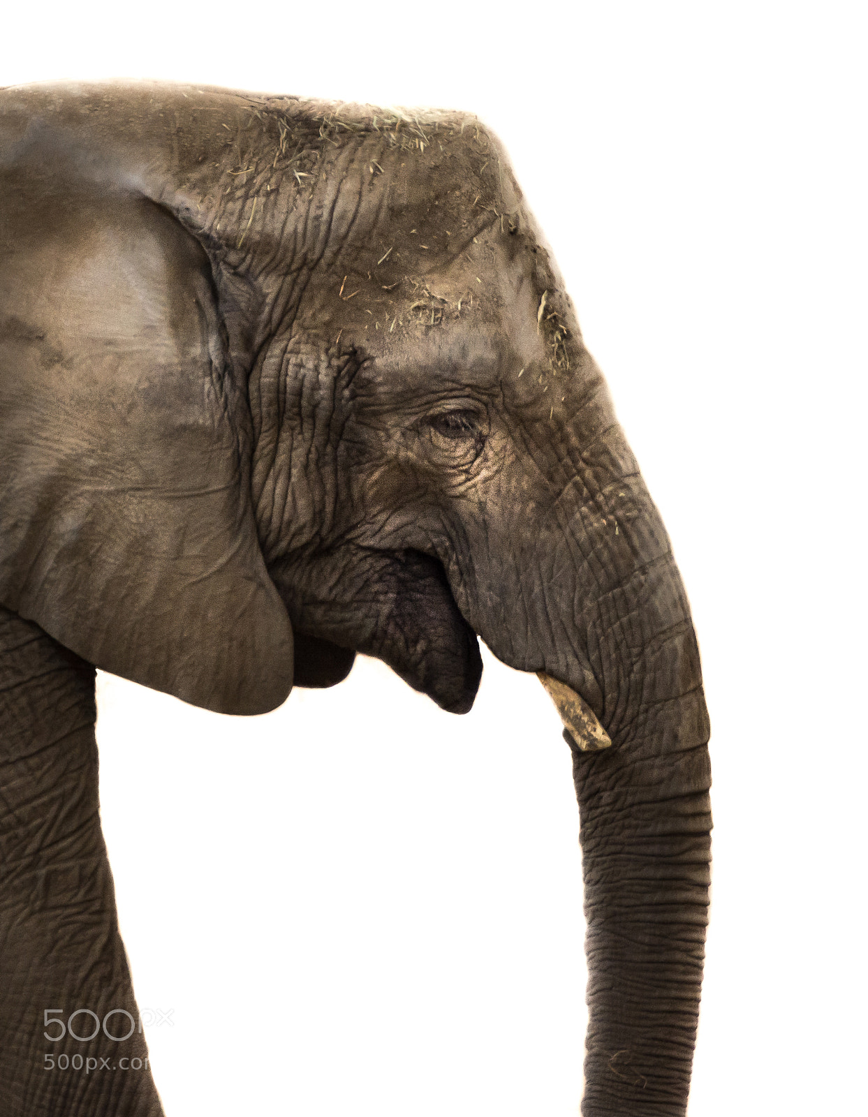 Nikon D7100 sample photo. The gentle giant photography