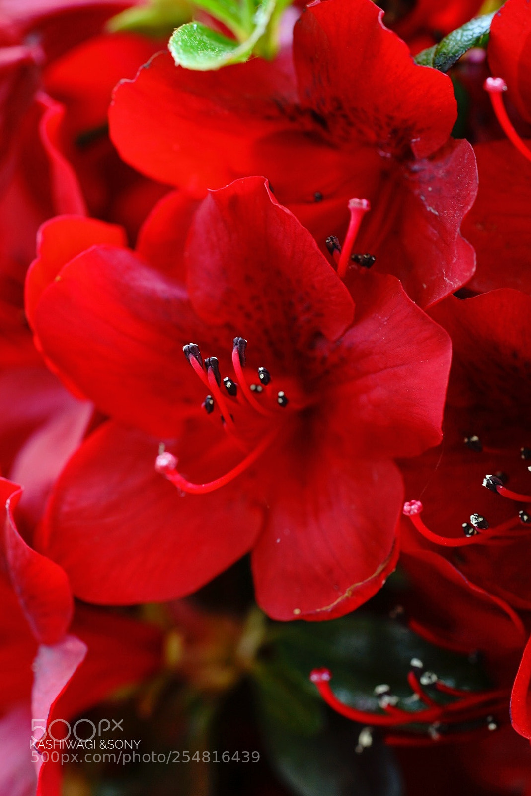 Sony a7 II sample photo. Azalea blooming red photography
