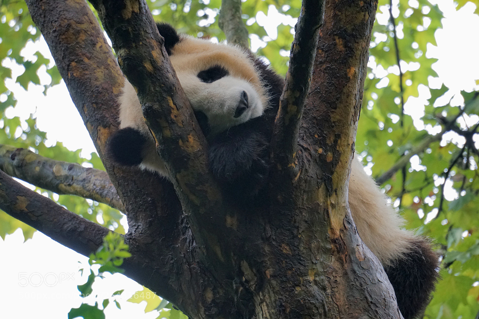 Sony a6300 sample photo. Panda photography