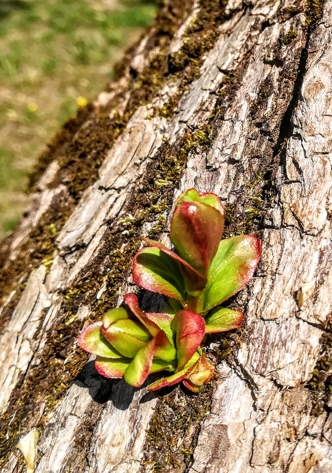 HUAWEI PRA-LX1 sample photo. Untitled photography