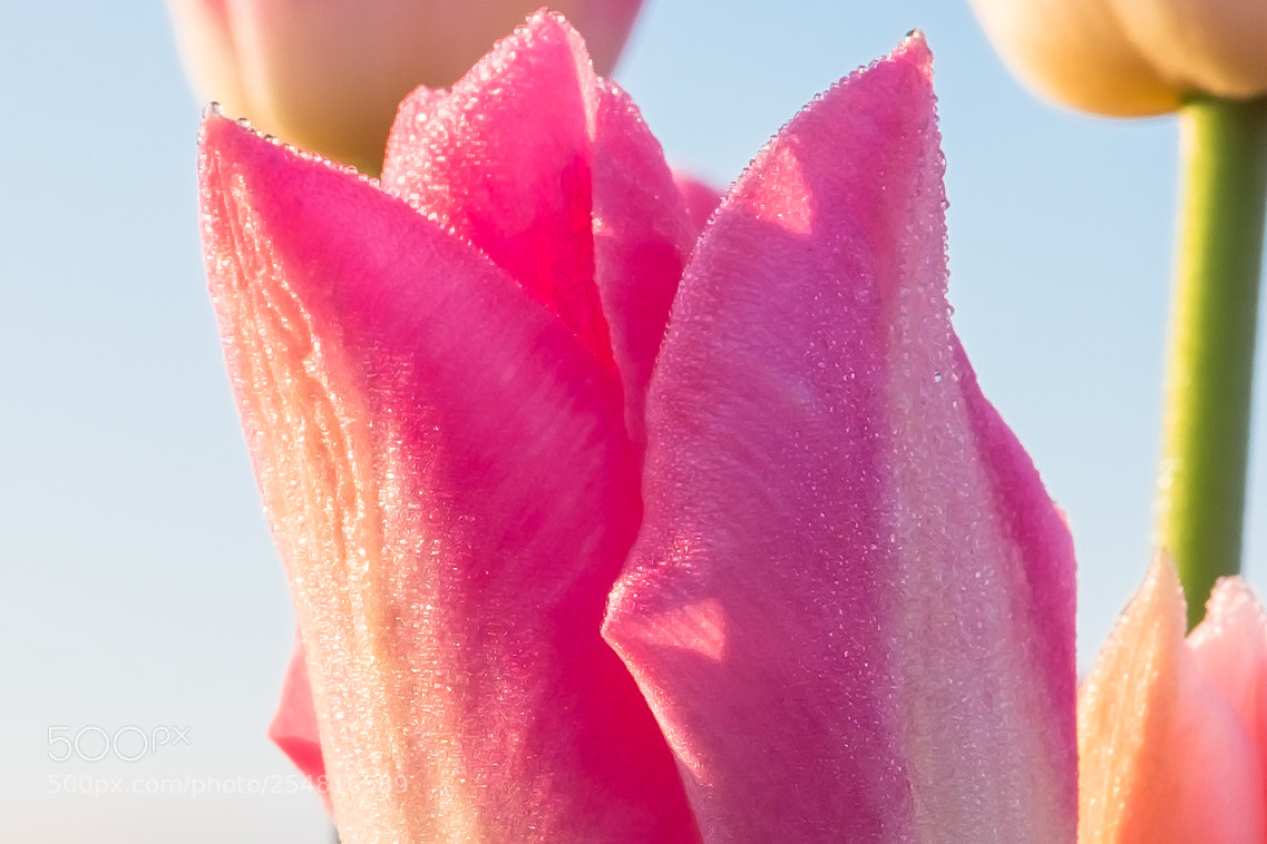 Fujifilm X100T sample photo. Skagit morning dew photography