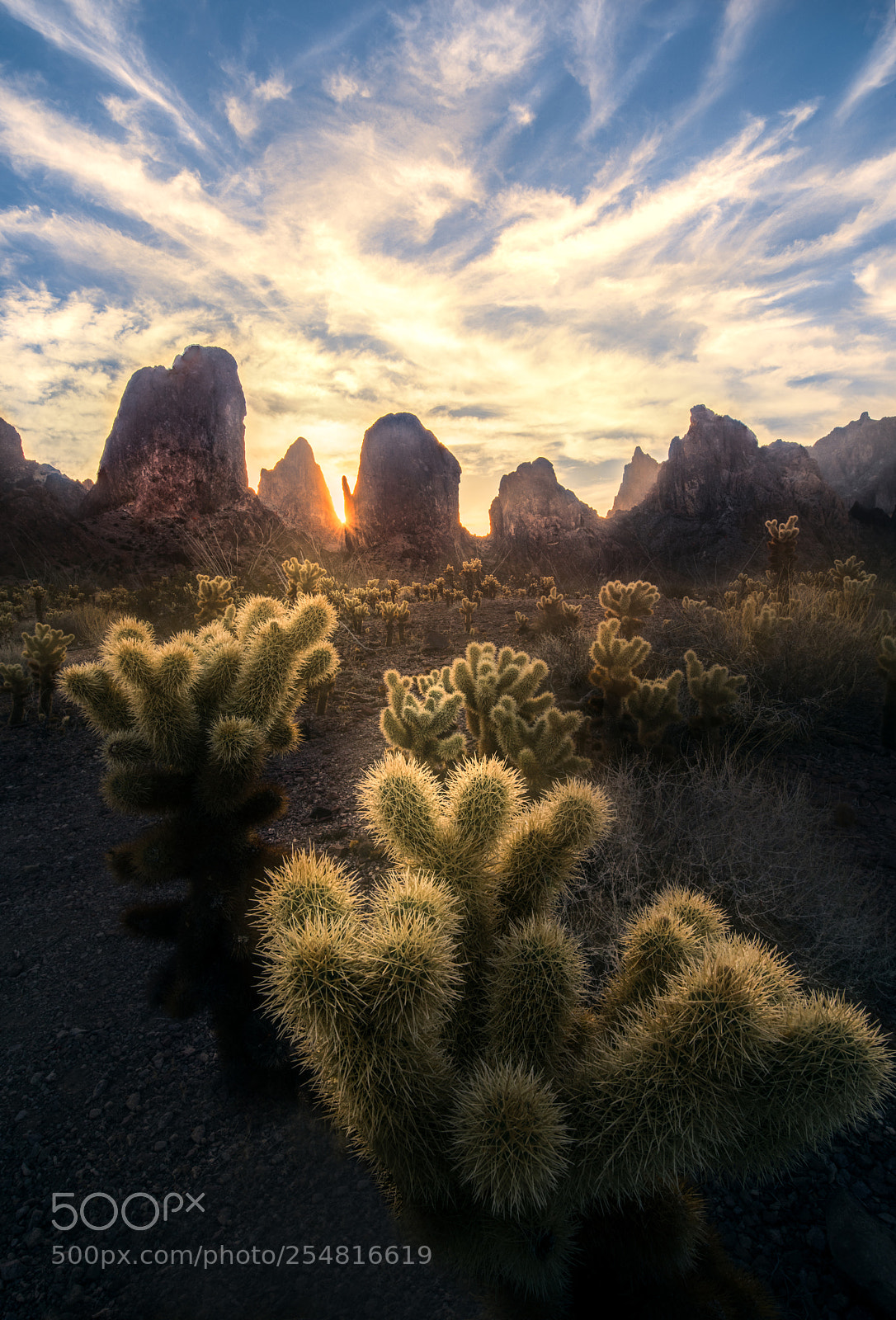 Nikon D850 sample photo. Kofa cholla photography