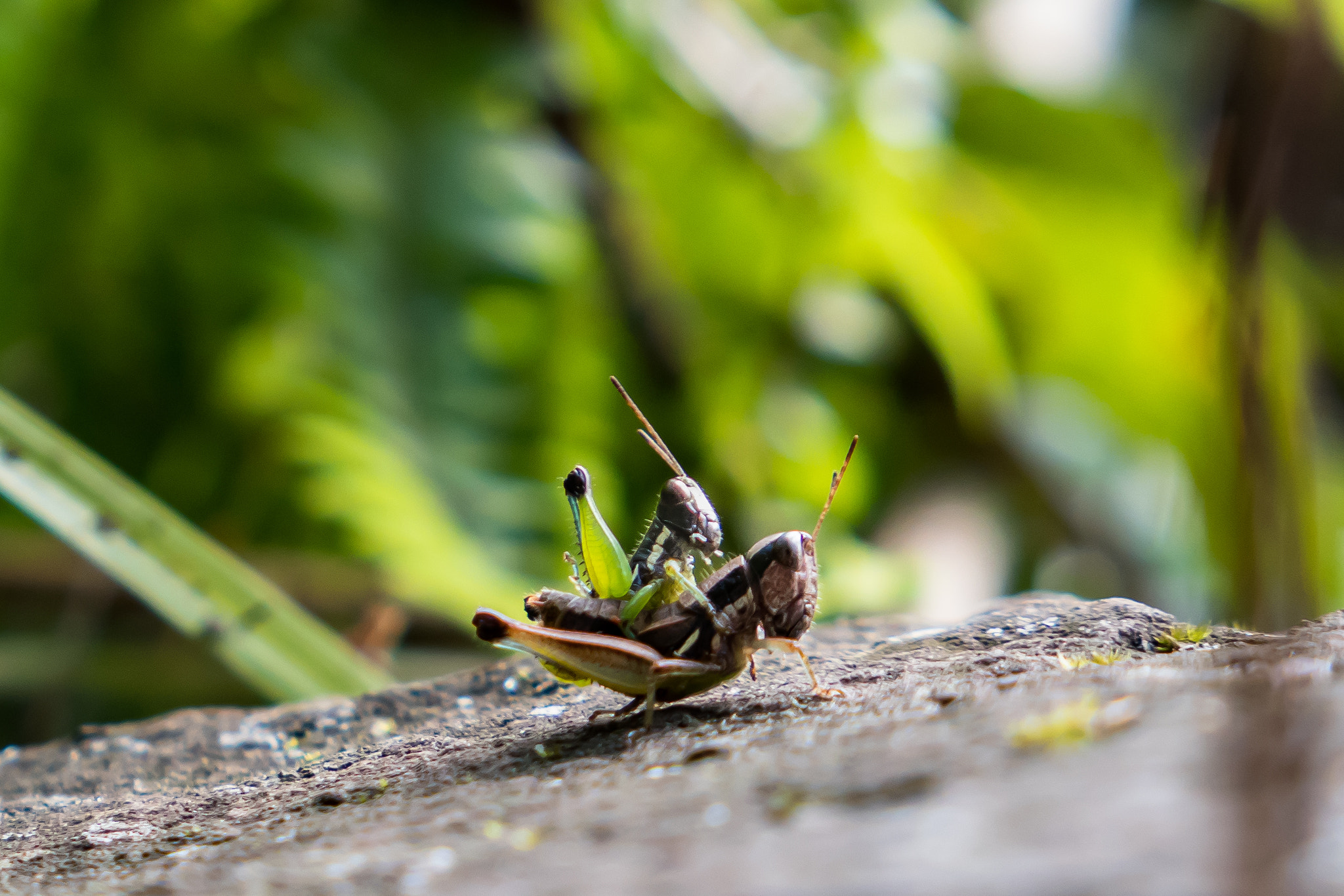 Panasonic Lumix DMC-LX10 (Lumix DMC-LX15) sample photo. Mating season photography