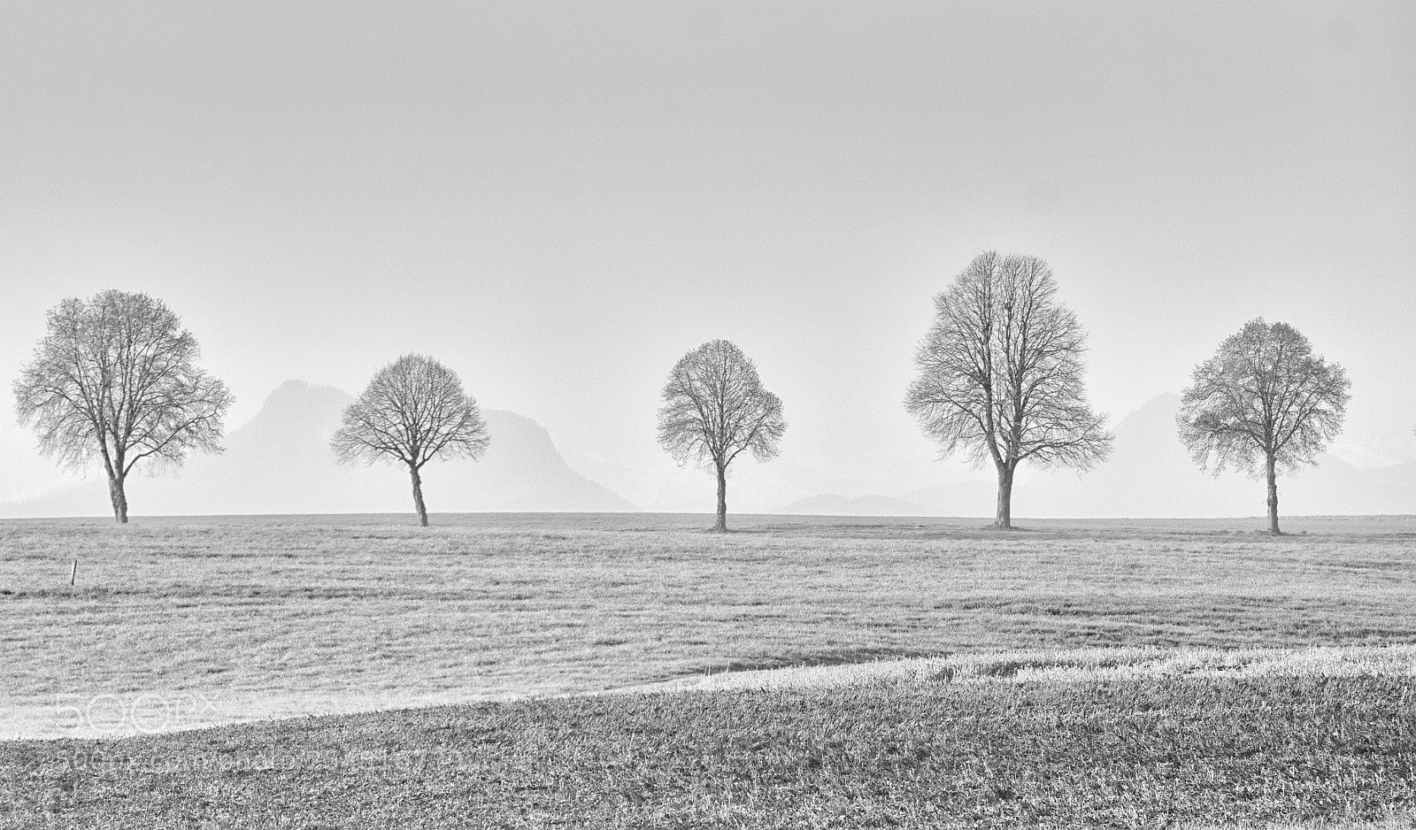 Panasonic DMC-G81 sample photo. Five trees at morning photography