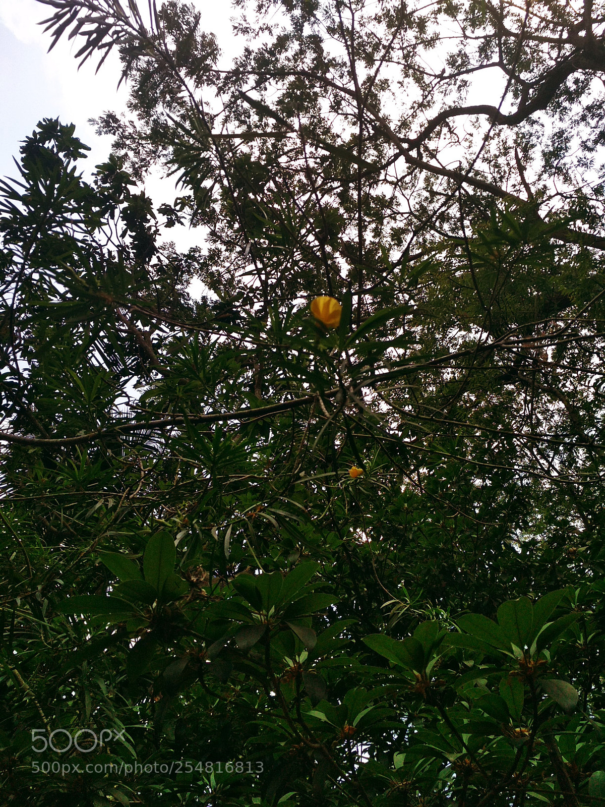 Xiaomi Redmi 4 Pro sample photo. Untitled photography