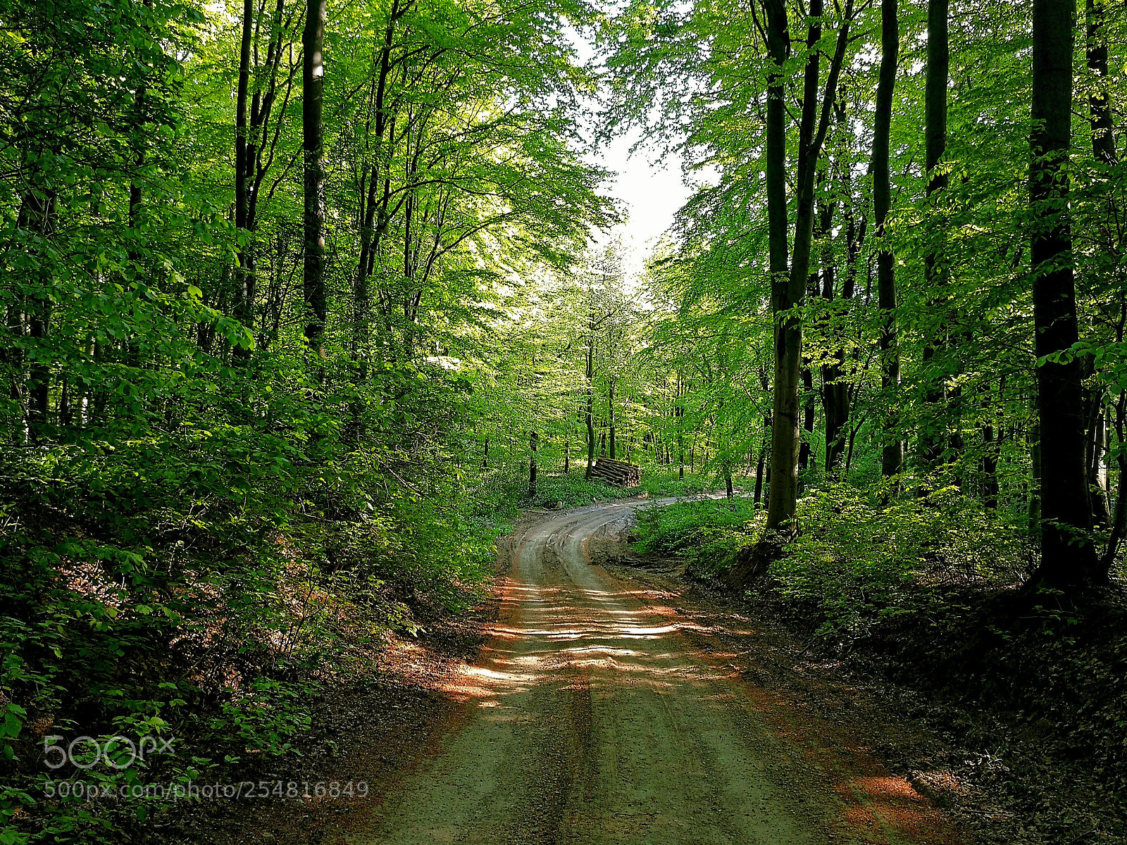HUAWEI Mate 9 sample photo. Through the spring forest photography