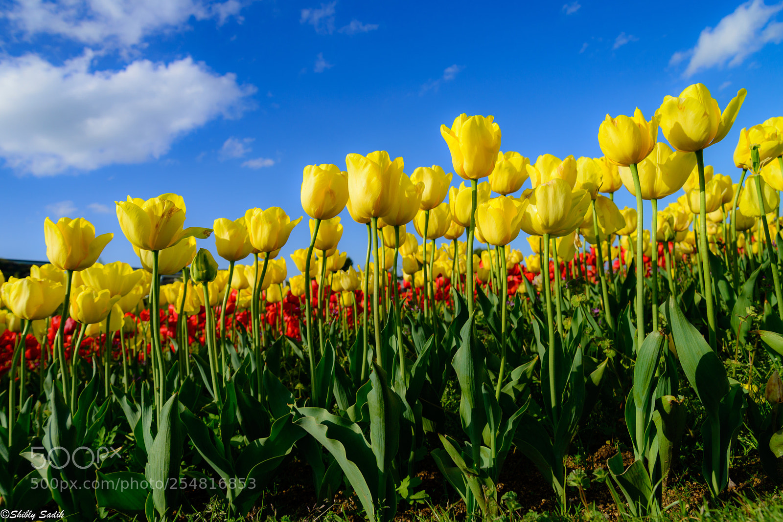 Nikon D610 sample photo. Happiness in color photography