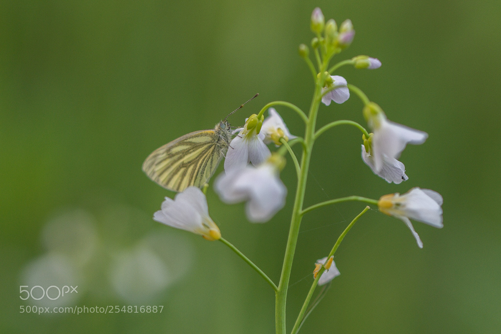 Nikon D7200 sample photo. Green veined white photography
