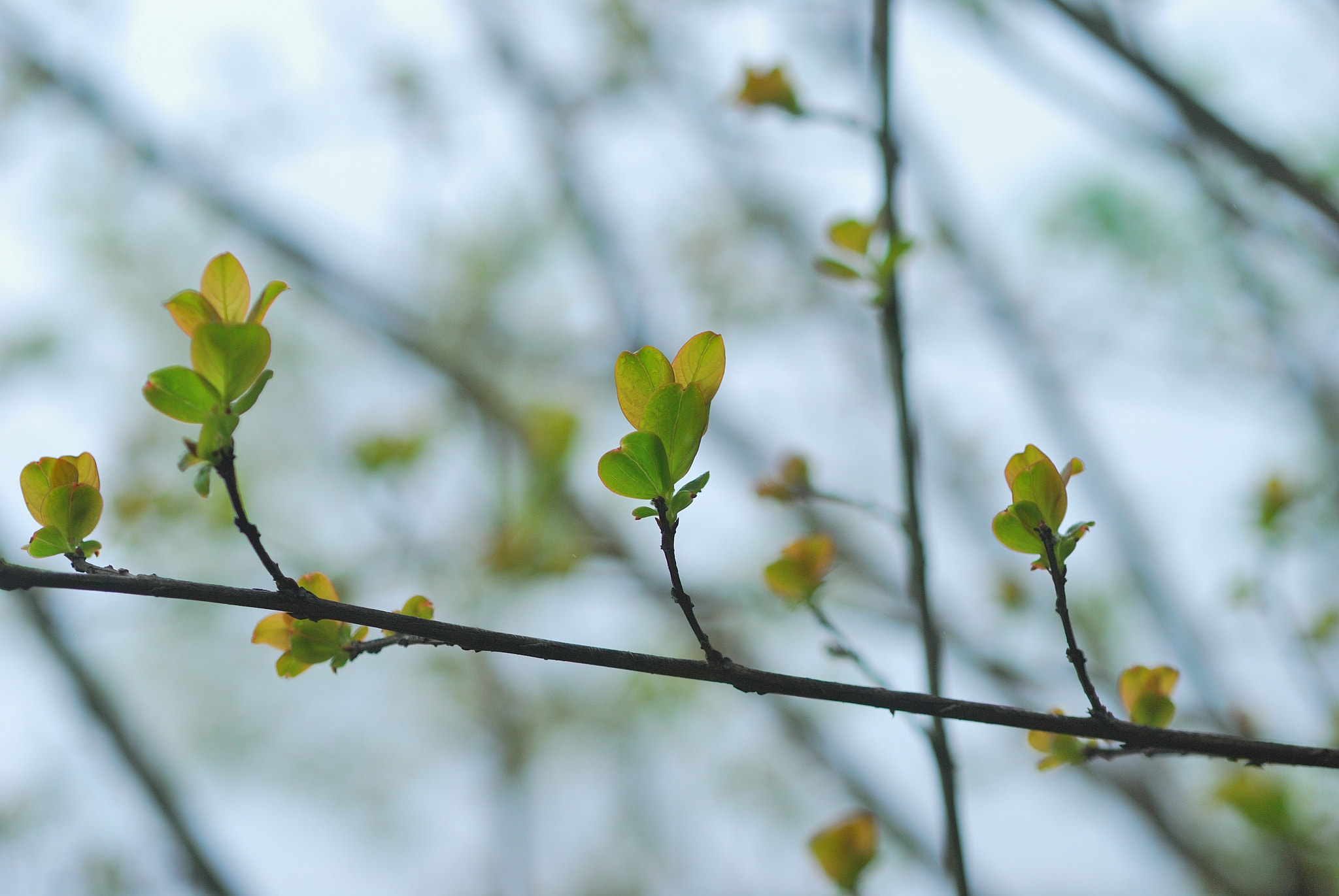 Nikon AF Micro-Nikkor 60mm F2.8D sample photo