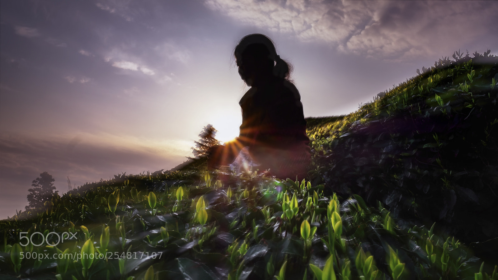 Fujifilm X-E3 sample photo. 采茶 photography