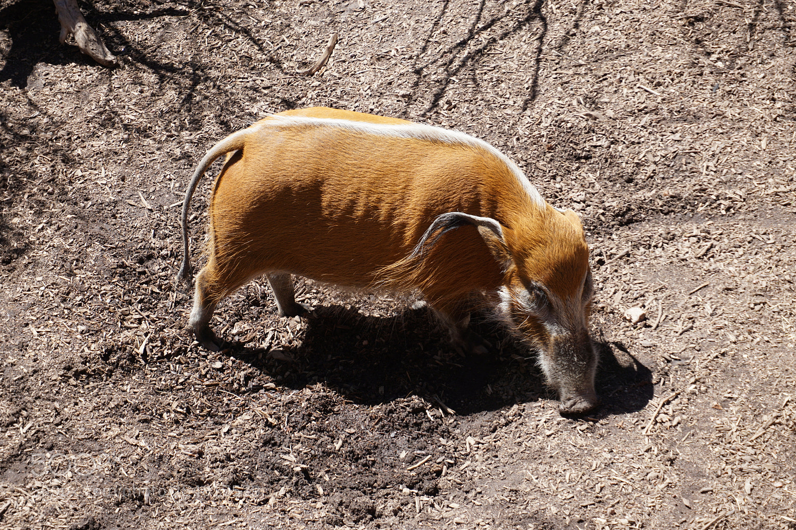 Sony a6000 sample photo. Red river hog photography