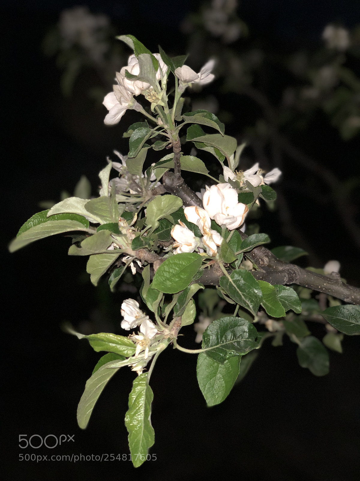 Apple iPhone X sample photo. Untitled photography