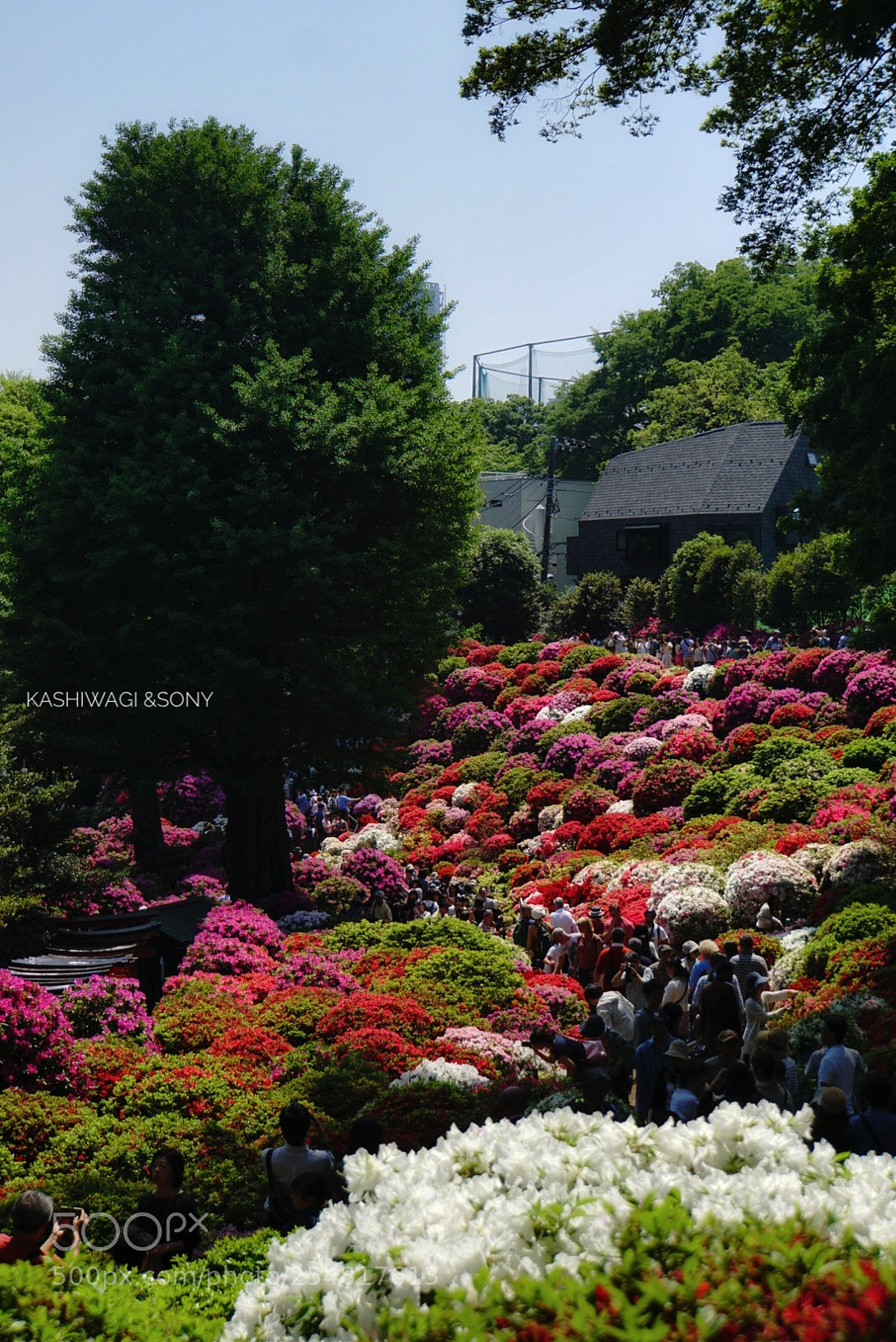Sony a6000 sample photo. Multicolored azalea photography