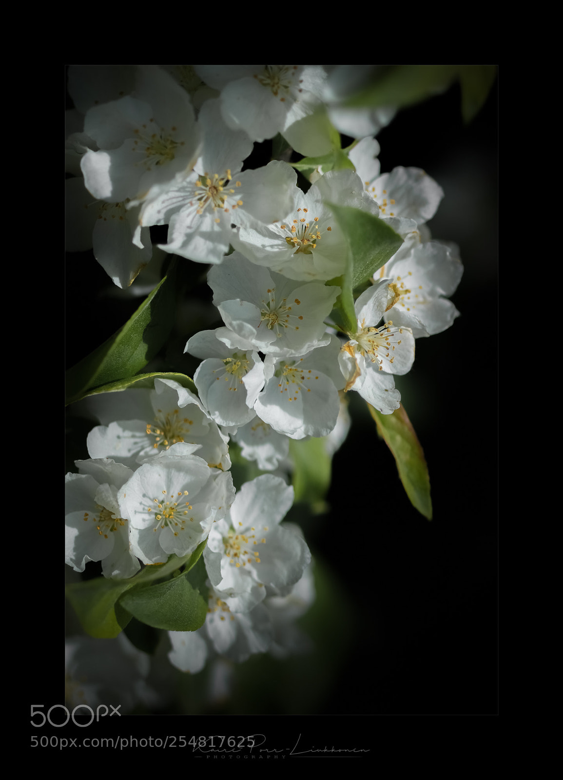 Sony SLT-A77 sample photo. Apple tree blossoms photography