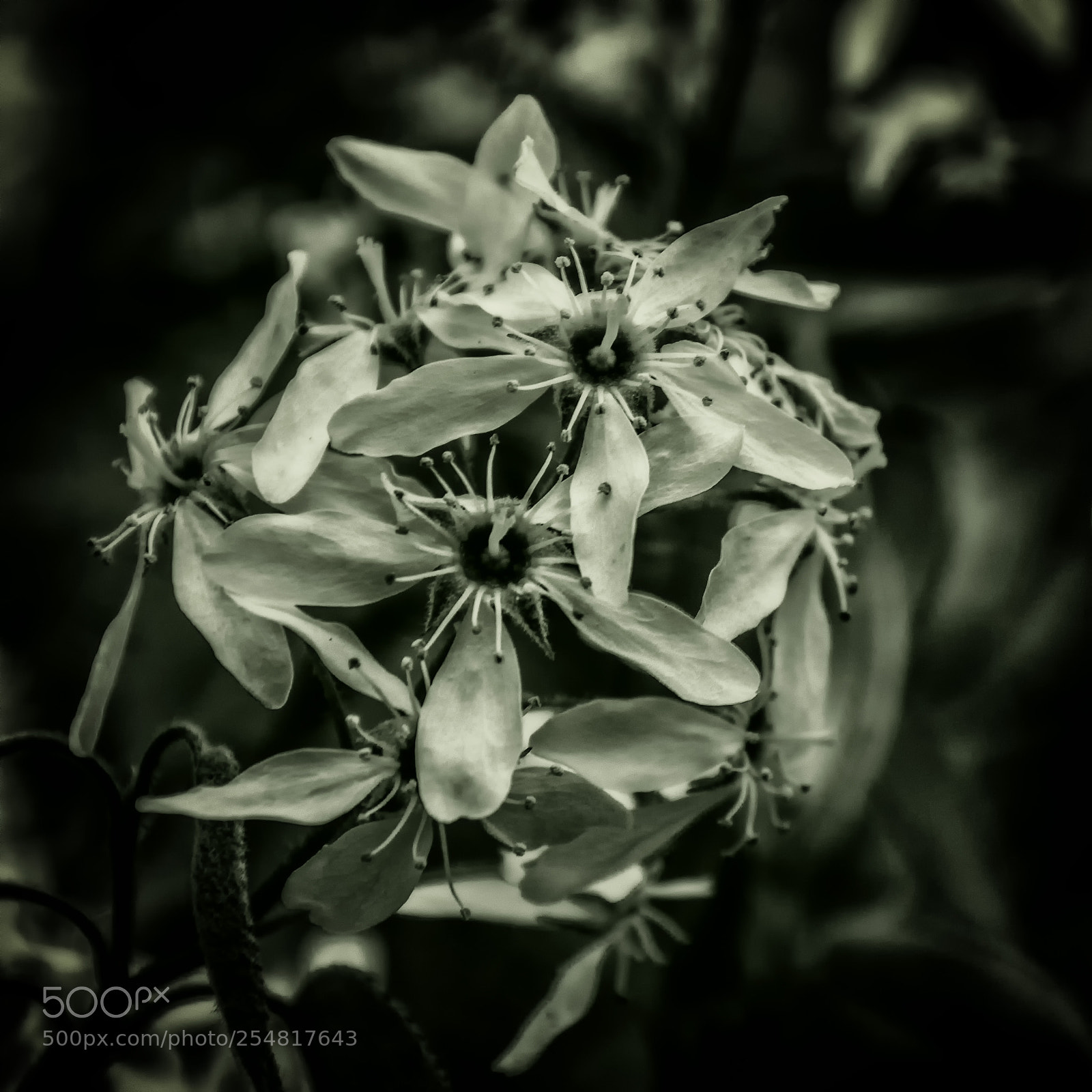 Nikon D7100 sample photo. Who needs color? photography