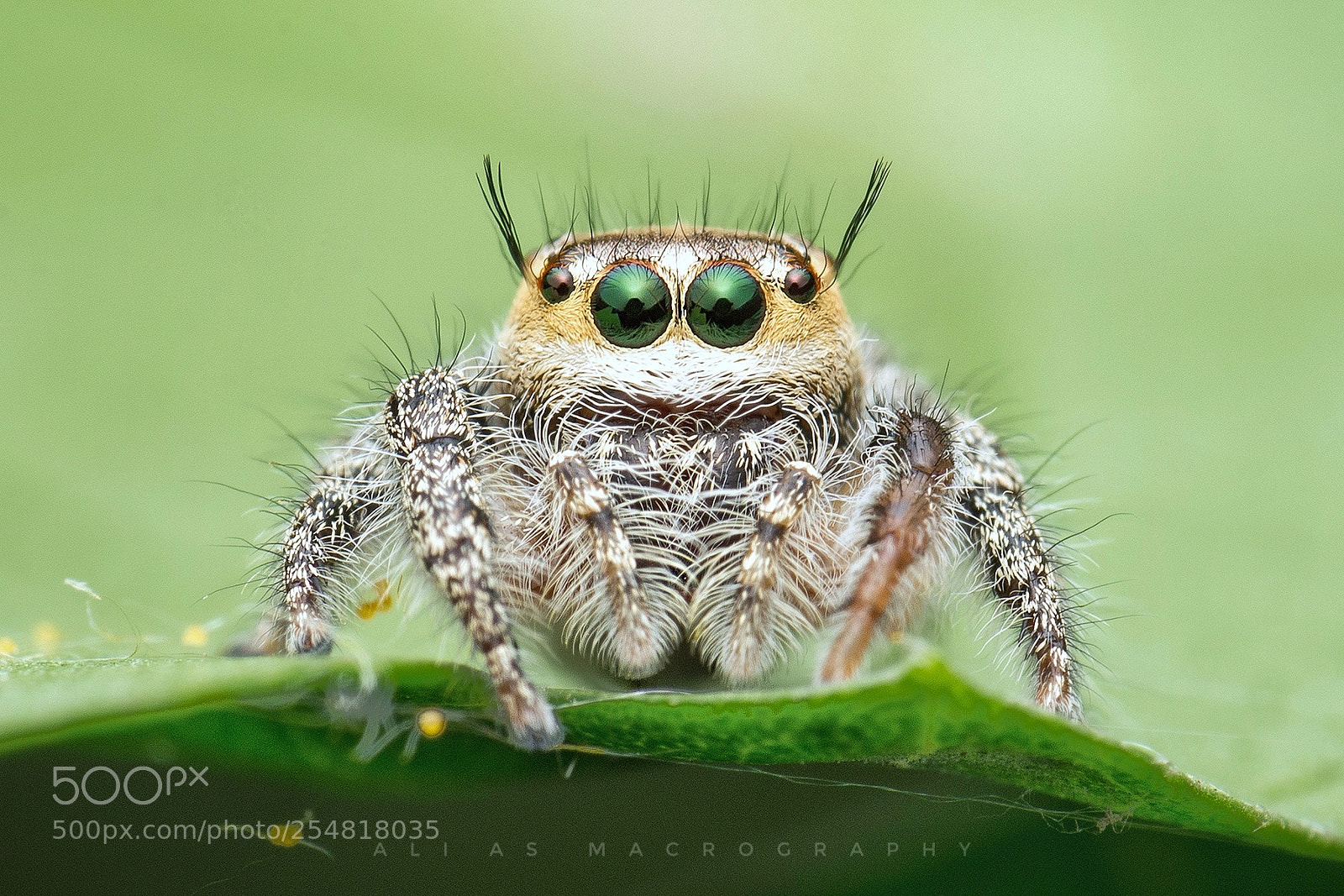 Nikon D7200 sample photo. Jumping spider photography