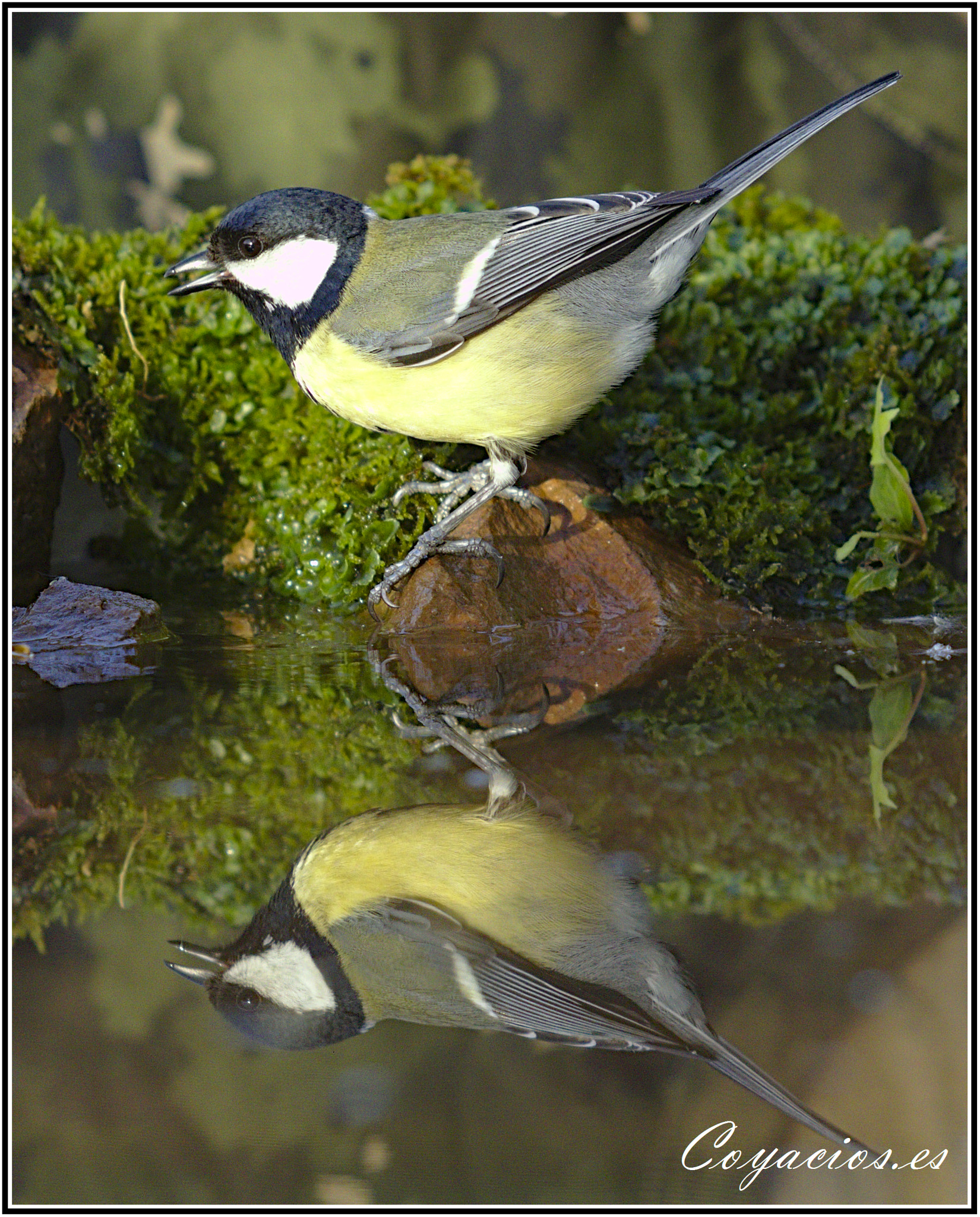 Canon EF 70-200mm F2.8L USM sample photo. Carbonero común (parus major) photography