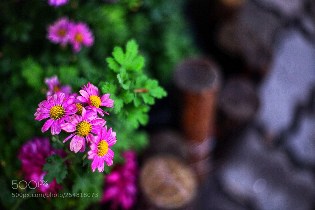 Canon EOS 5D Mark II sample photo. Untitled photography
