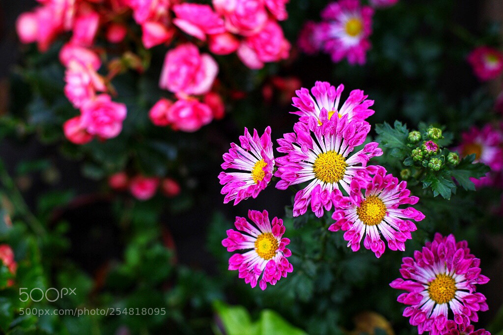 Canon EOS 5D Mark II sample photo. Untitled photography