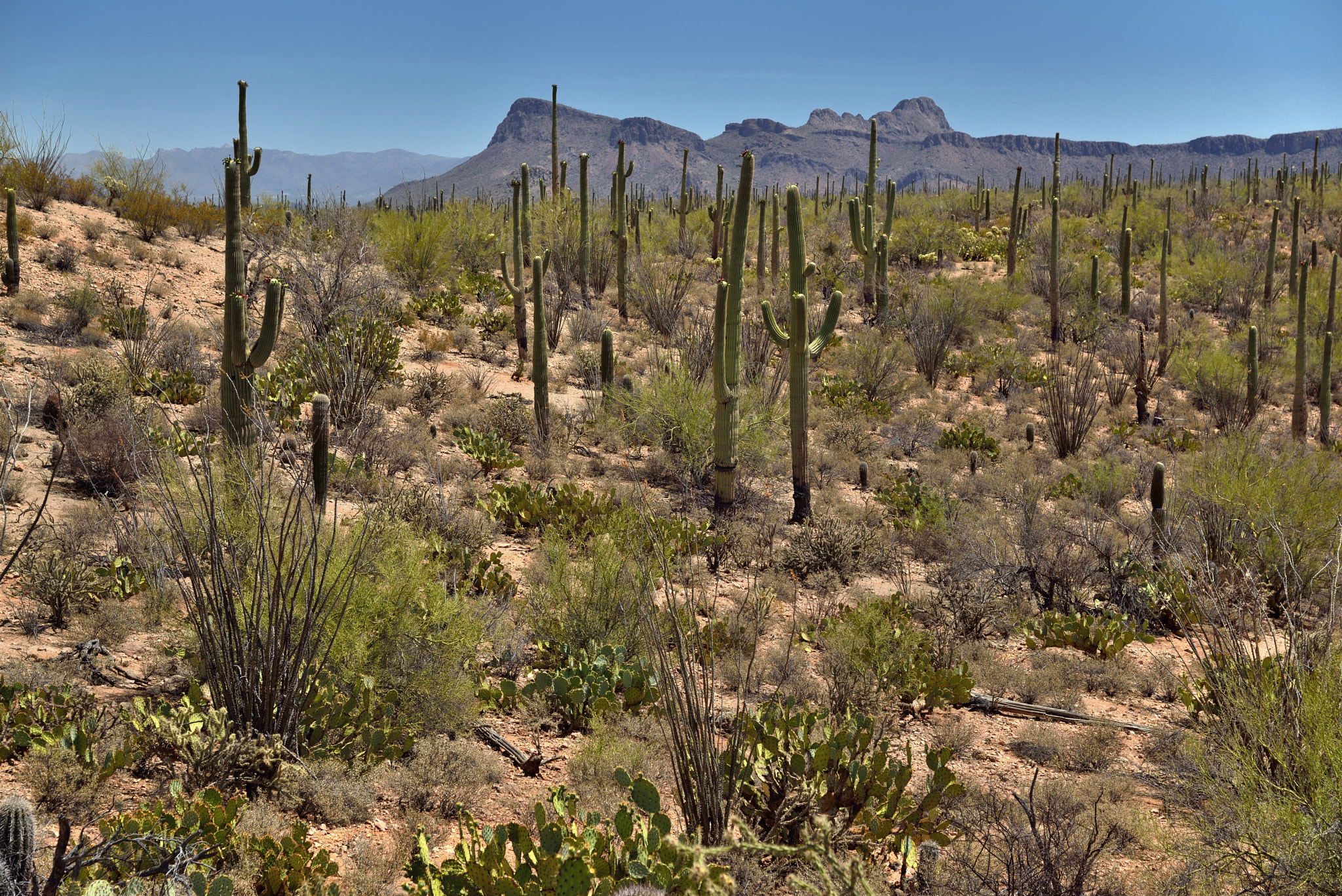 Nikon D800E + Nikon AF-S Nikkor 24-120mm F4G ED VR sample photo. A hillside of saguaro cactus and a backdrop of tucson mountain peaks photography