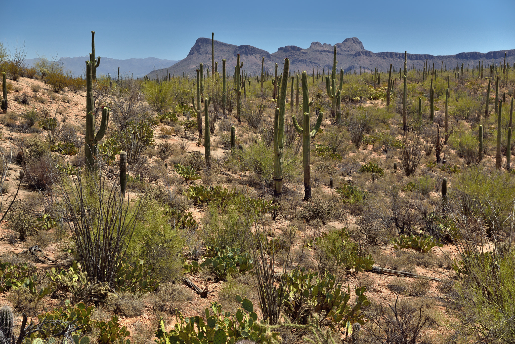 Nikon AF-S Nikkor 24-120mm F4G ED VR sample photo. A hillside of saguaro cactus and a backdrop of tucson mountain peaks photography