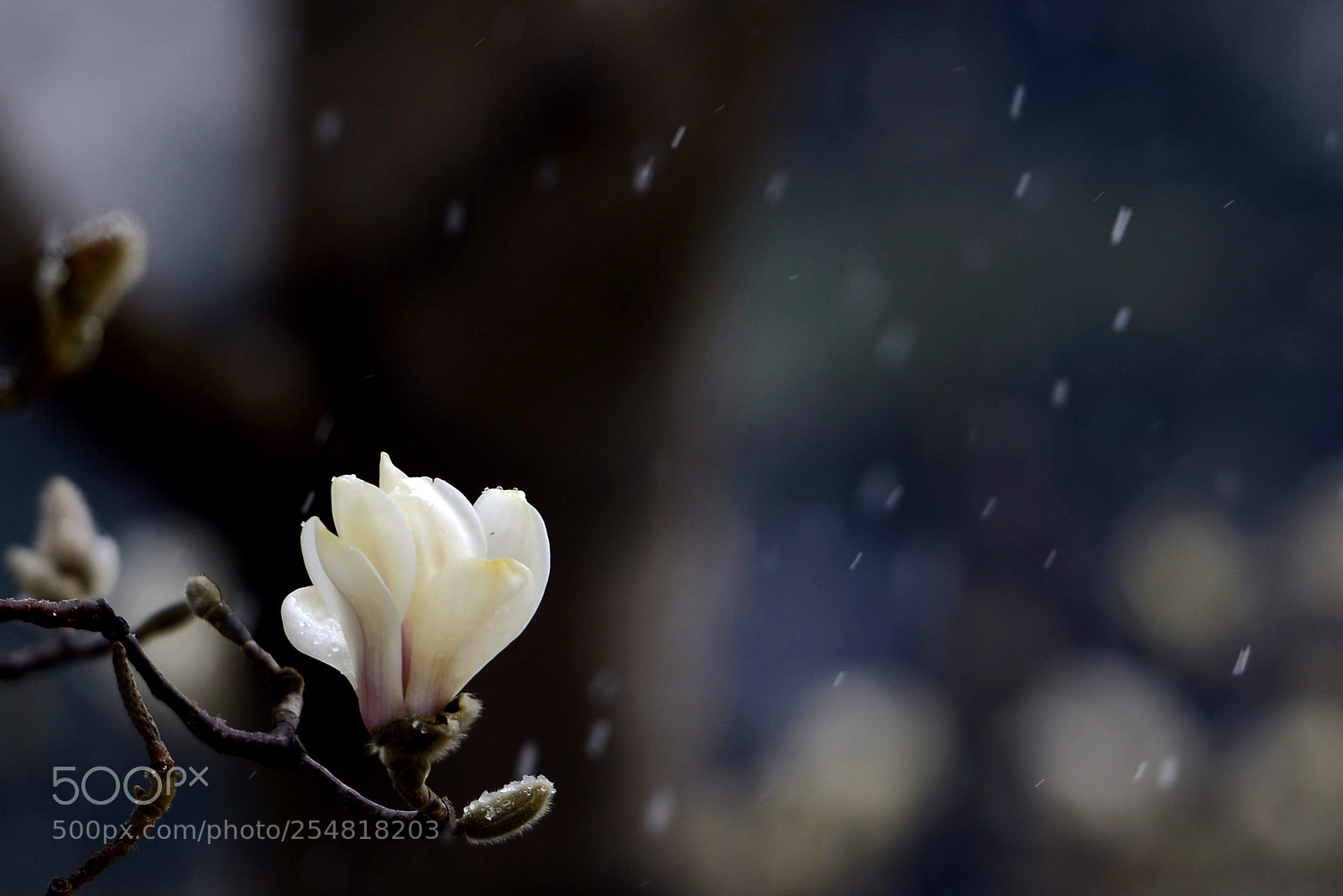 Nikon D800 sample photo. Untitled photography
