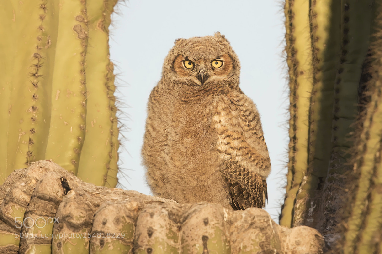 Canon EOS 7D Mark II sample photo. Great horned owl photography