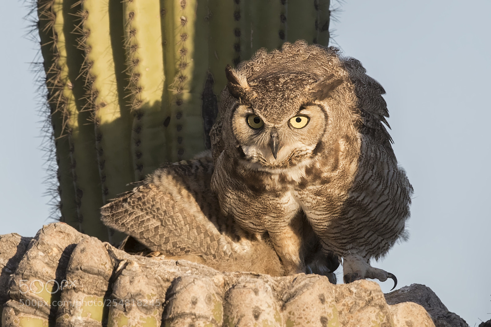 Canon EOS 7D Mark II sample photo. Great horned owl photography