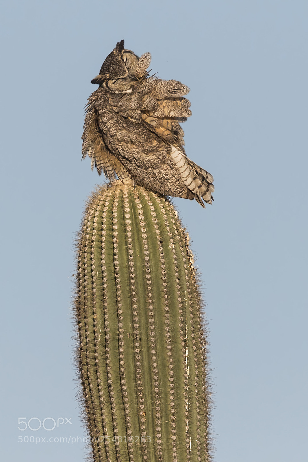 Canon EOS 7D Mark II sample photo. Great horned owl photography