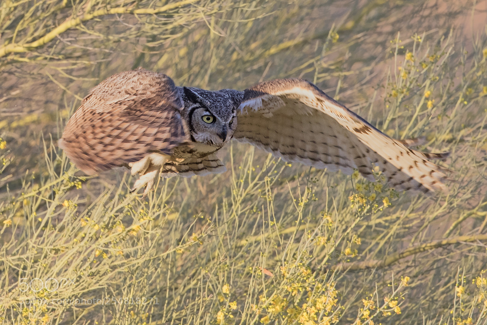 Canon EOS 7D Mark II sample photo. Great horned owl photography