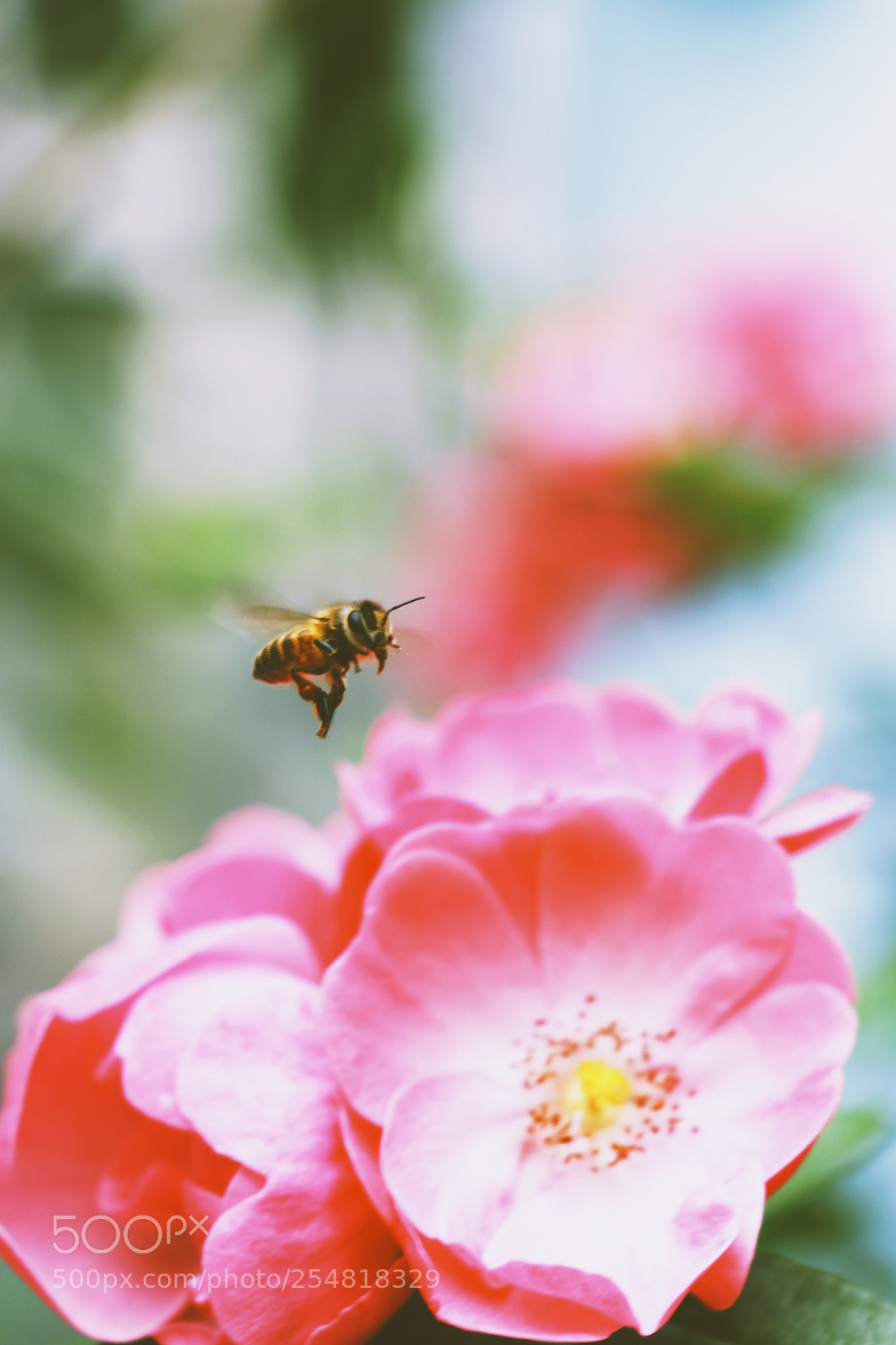 Canon EOS 80D sample photo. Bee photography