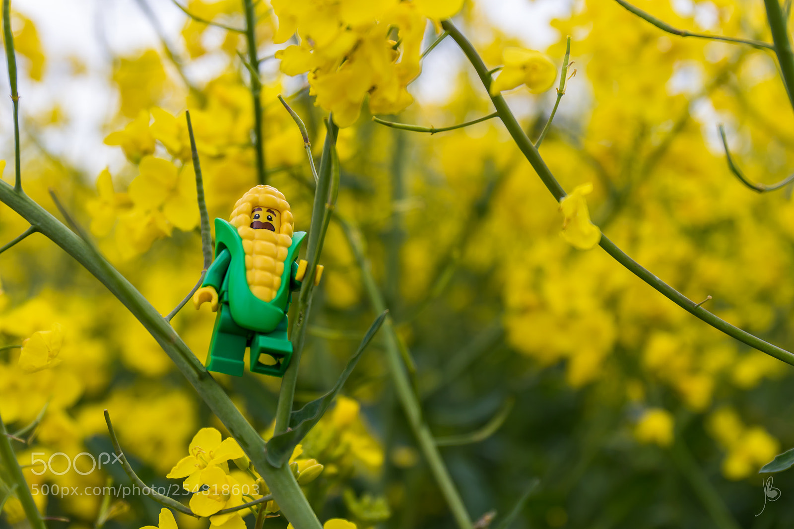 Canon EOS 7D Mark II sample photo. Hide and seek photography
