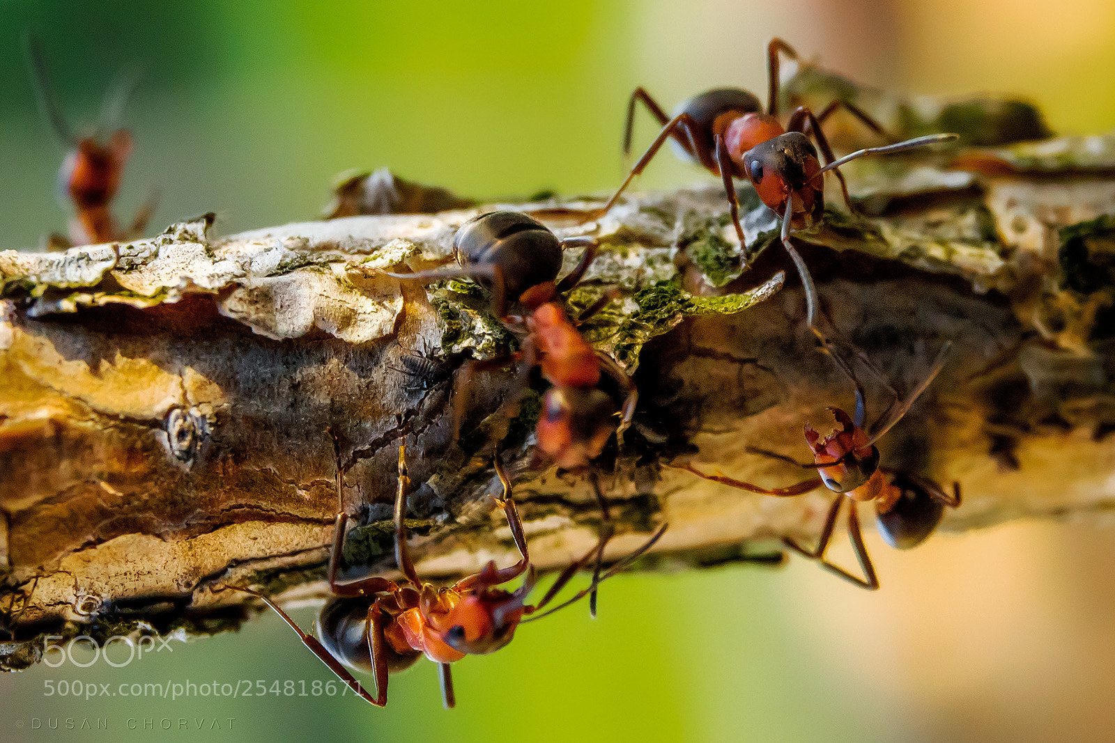 Canon EOS 100D (EOS Rebel SL1 / EOS Kiss X7) sample photo. Ants photography