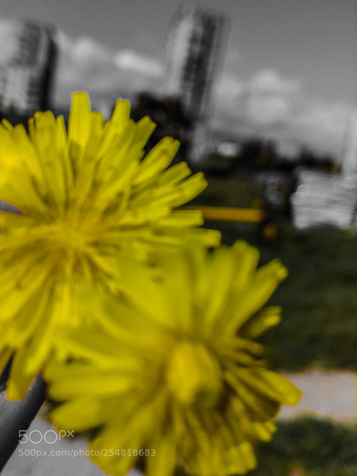 HUAWEI P8 Lite sample photo. Chamomile photography