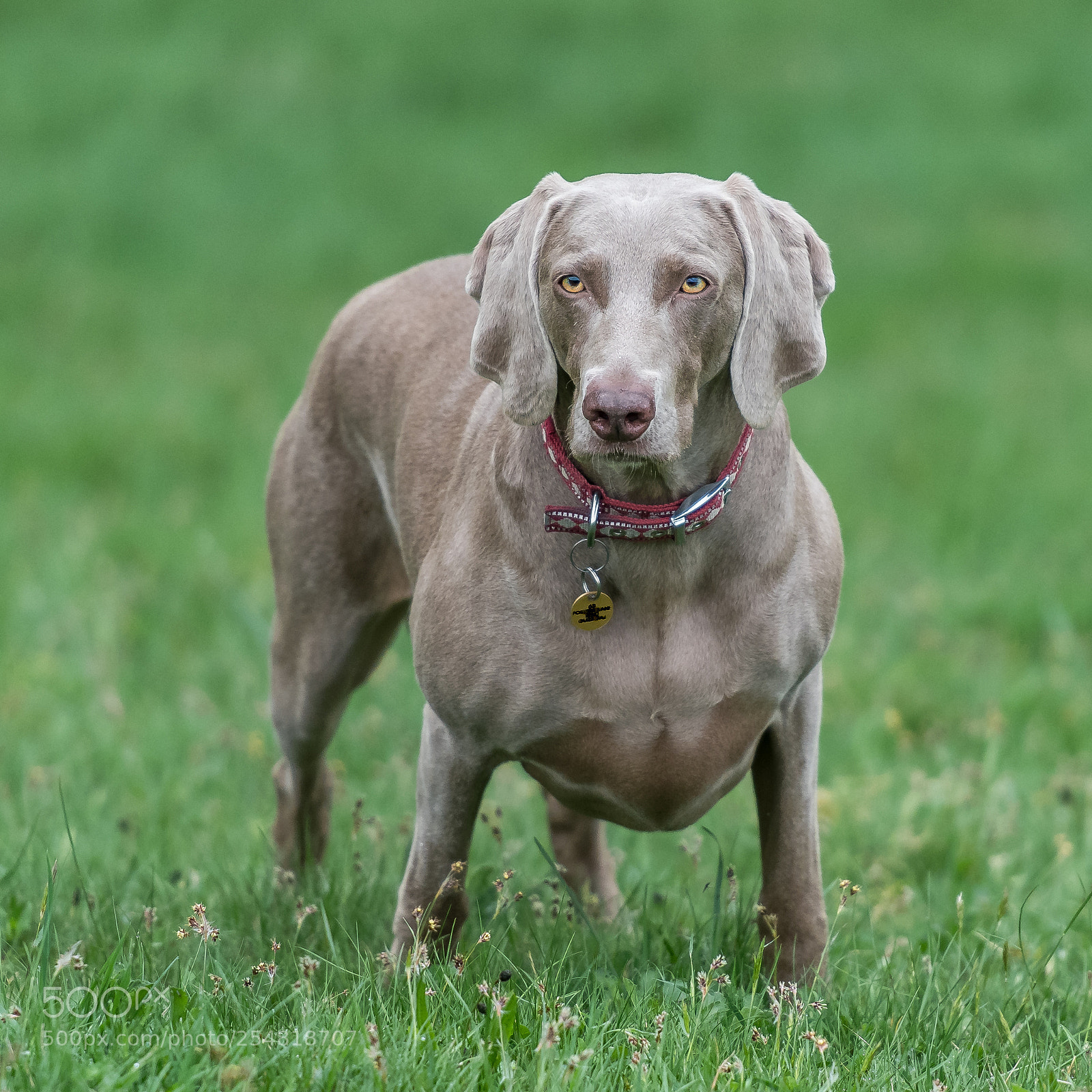 Nikon D850 sample photo. That look! photography